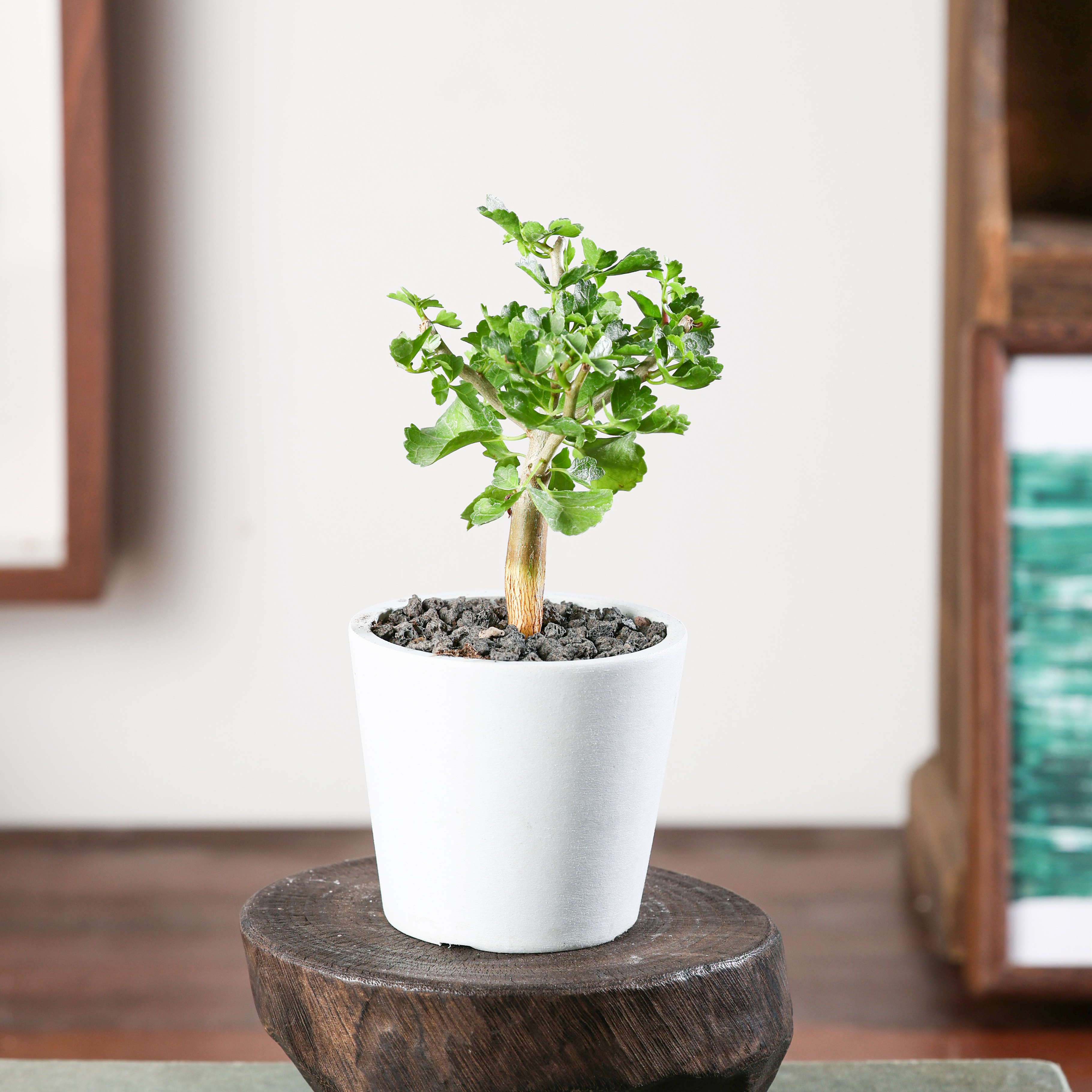 【朴原】开瓶器没药橄榄 Commiphora capensis 珍奇块根盆景绿植
