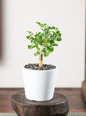 【朴原】开瓶器没药橄榄 Commiphora capensis 珍奇块根盆景绿植