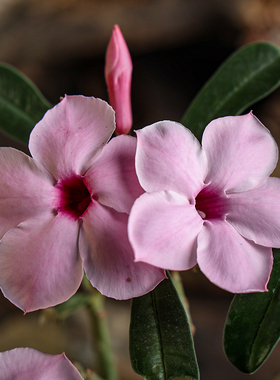 【朴原】银叶沙漠玫瑰Adenium boehmianum园艺盆栽花卉绿植粉花