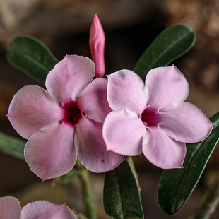 【朴原】银叶沙漠玫瑰Adenium boehmianum园艺盆栽花卉绿植粉花