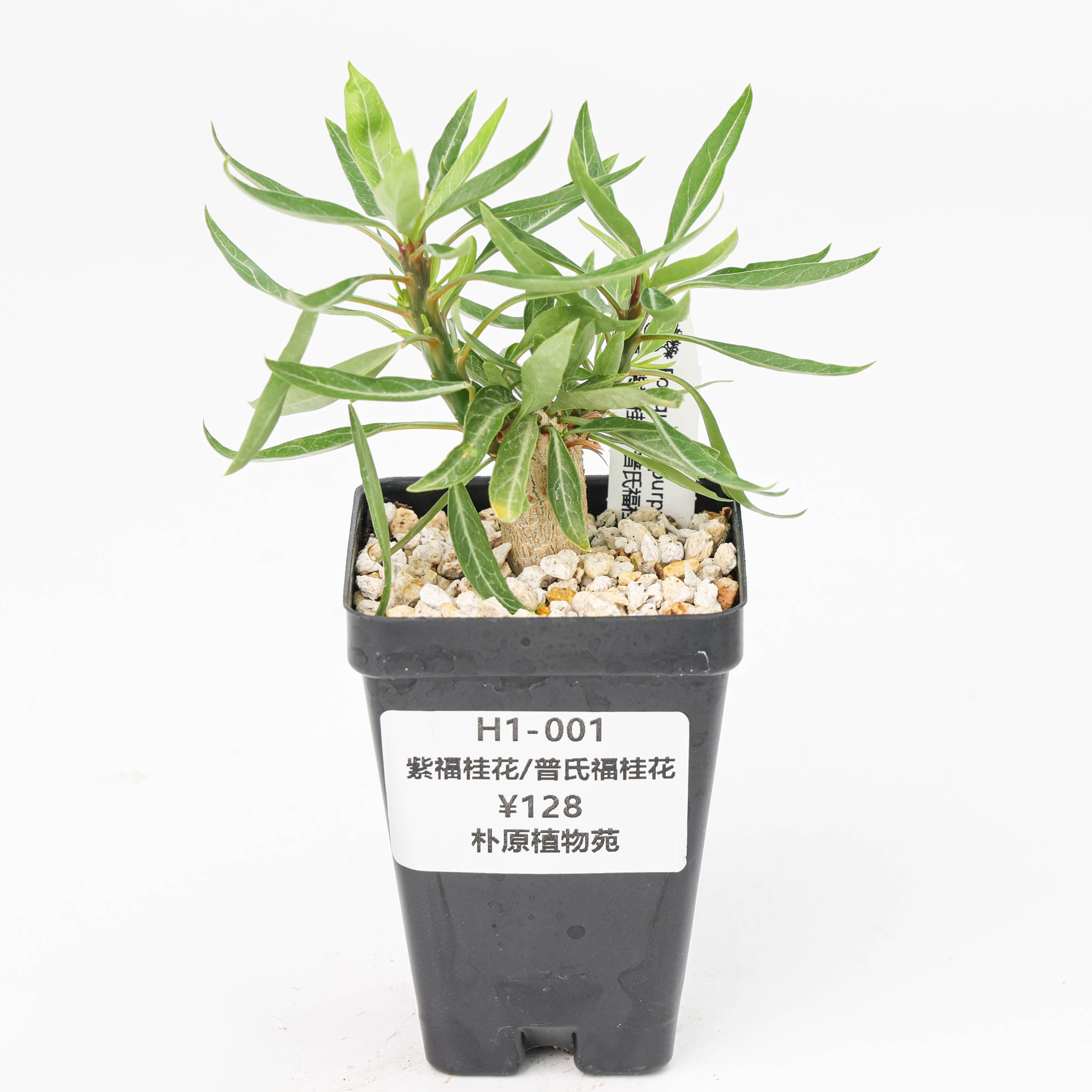 【朴原】紫福桂花/普氏福桂花 Fouquieria purpusii 家庭盆景绿植