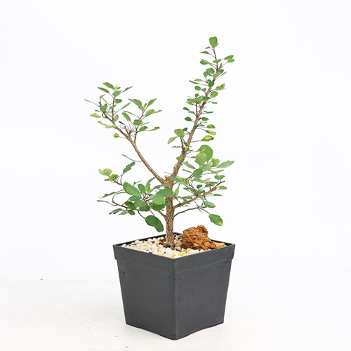 阿加莎大戟珍奇块根盆景植物