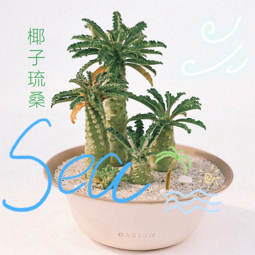 椰子琉桑潮流块根珍奇植物绿植