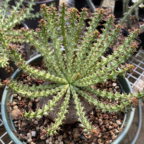 瀛洲岛珍奇植物潮玩块根多肉盆栽
