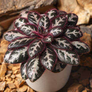 【朴原】红毛中越报春苣苔Primulina sinovietnamica赏花观叶造景