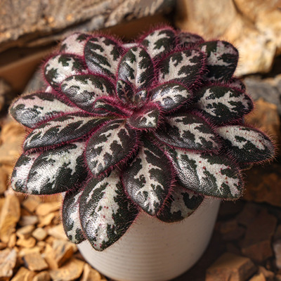 红毛中越报春苣苔室内桌面绿植