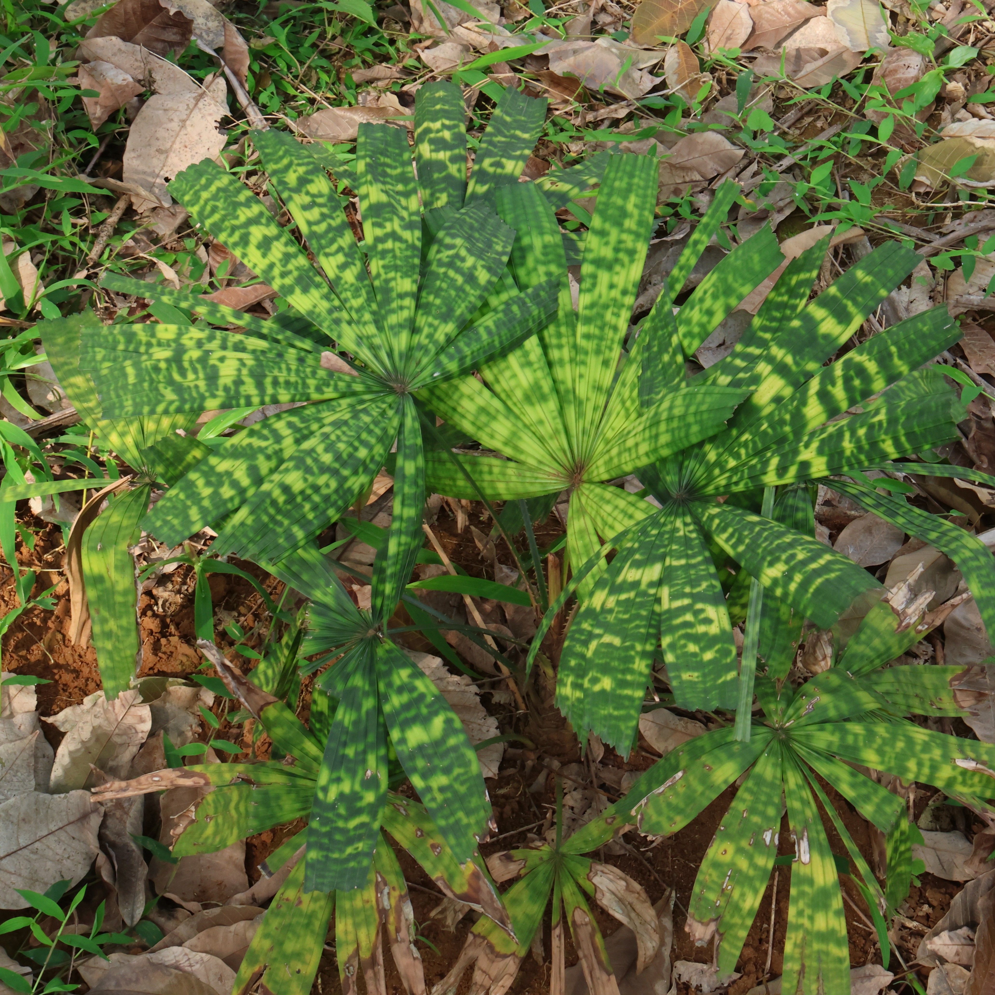 【朴原优选】马普轴榈 Licuala mattanensis 'Mapu' 棕榈科热植