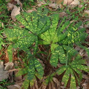 棕榈科热植家庭盆栽观叶