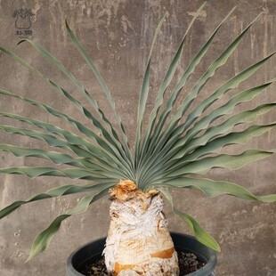 【朴原】波叶布冯Boophone disticha珍奇块根多肉观赏盆栽潮流