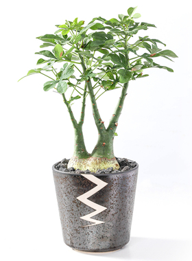 【朴原】实生幻蝶蔓Adenia glauca潮流盆栽块根珍奇植物阳台绿植