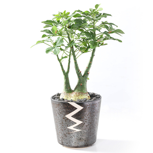 实生幻蝶蔓潮流盆栽块根珍奇植物