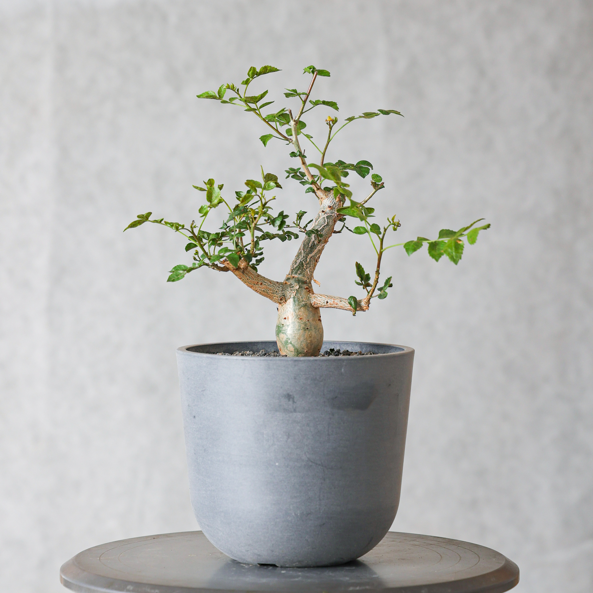 【朴原】芳香橄榄 Bursera fagaroides 珍奇芳香观叶盆景绿植盆栽