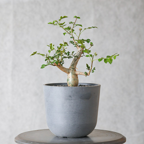 【朴原】沃德瑞橄榄Bursera odorata 珍奇芳香观叶盆景绿植盆栽
