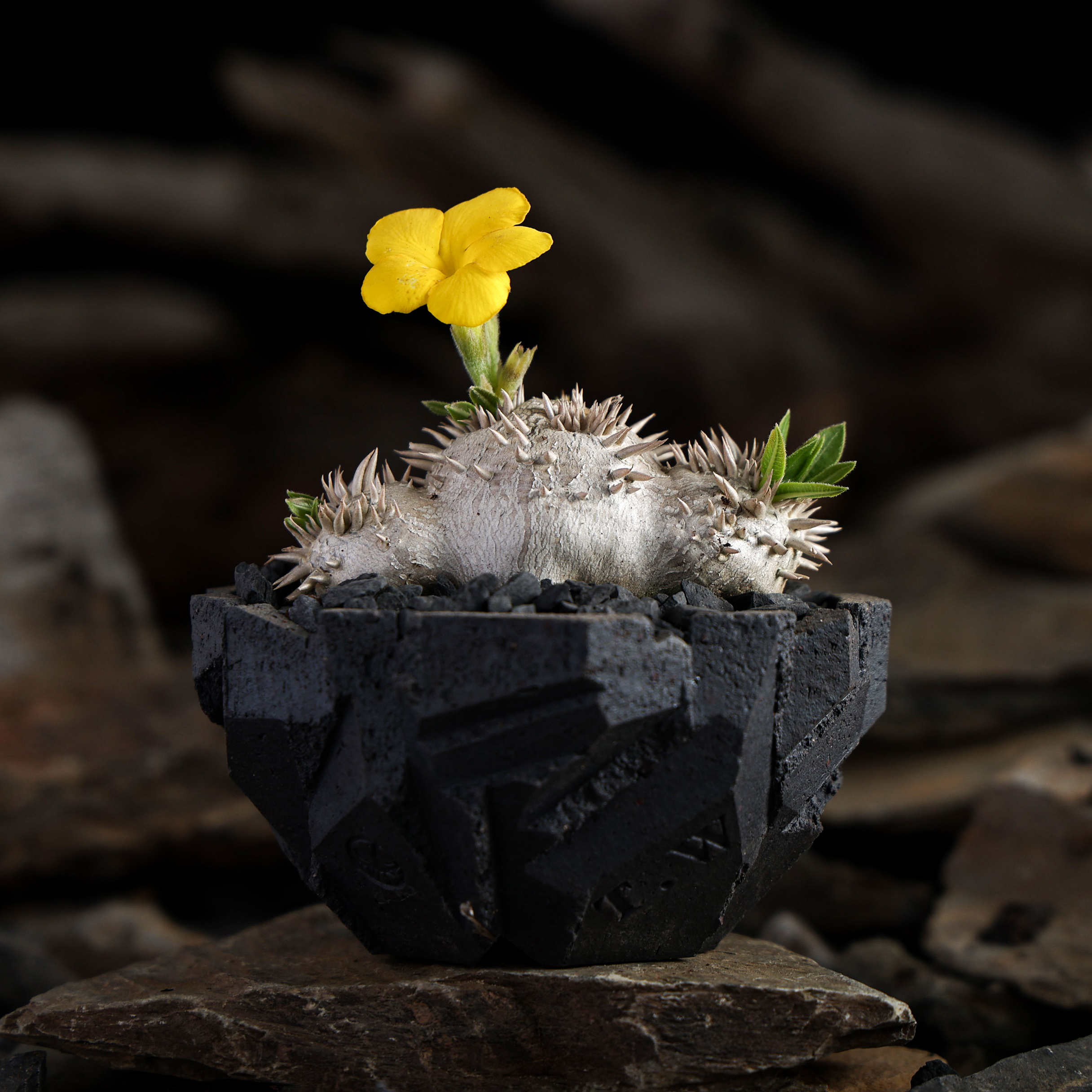 黄花惠比须笑盆栽块根多肉绿植