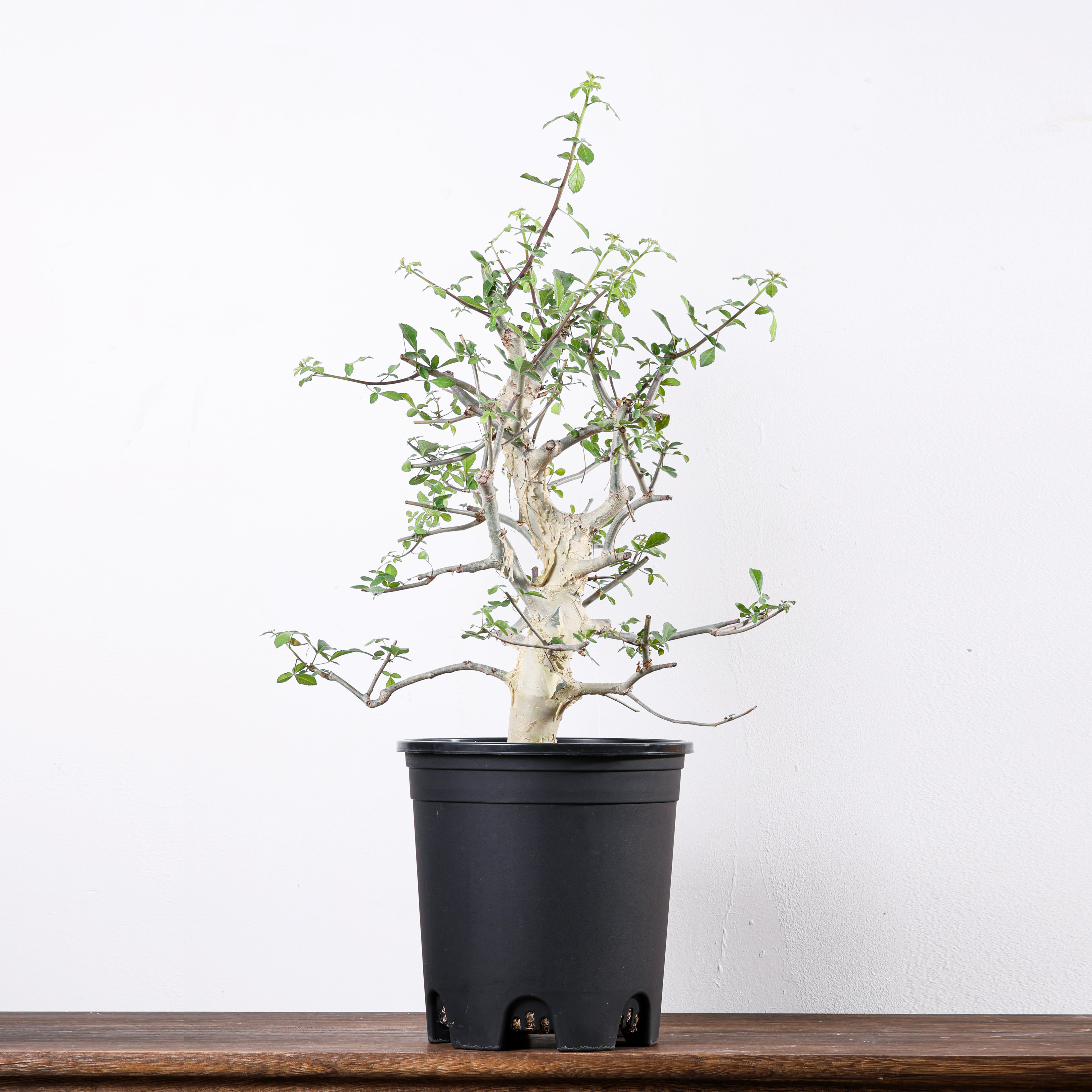 【朴原】蓝白皮橄榄 Commiphora holtziana 珍奇块根盆景绿植