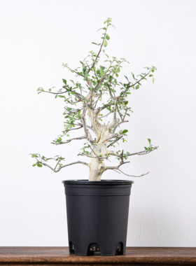 【朴原】蓝白皮橄榄 Commiphora holtziana 珍奇块根盆景绿植