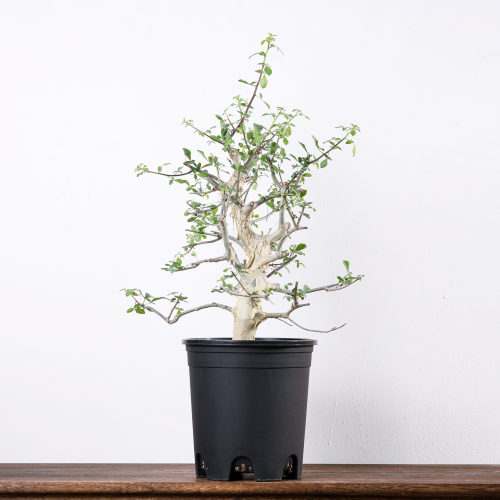 【朴原】蓝白皮橄榄 Commiphora holtziana 珍奇块根盆景绿植