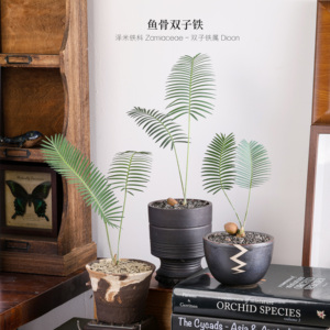 鱼骨双子铁INS风网红绿植铁树