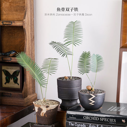 鱼骨双子铁INS风网红绿植铁树