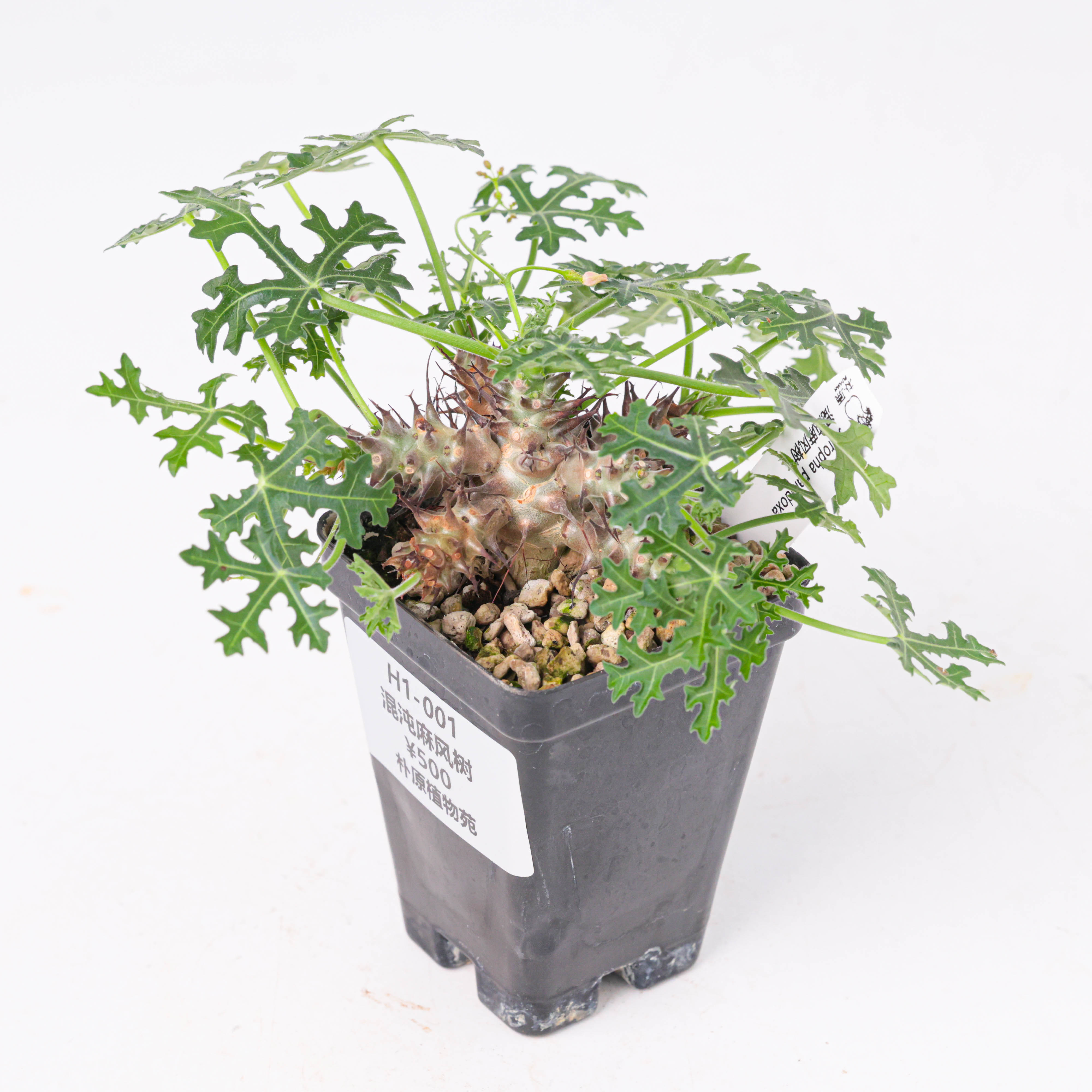 【朴原】混沌麻风树 Jatropha paradoxa 珍奇块根园艺盆栽绿植