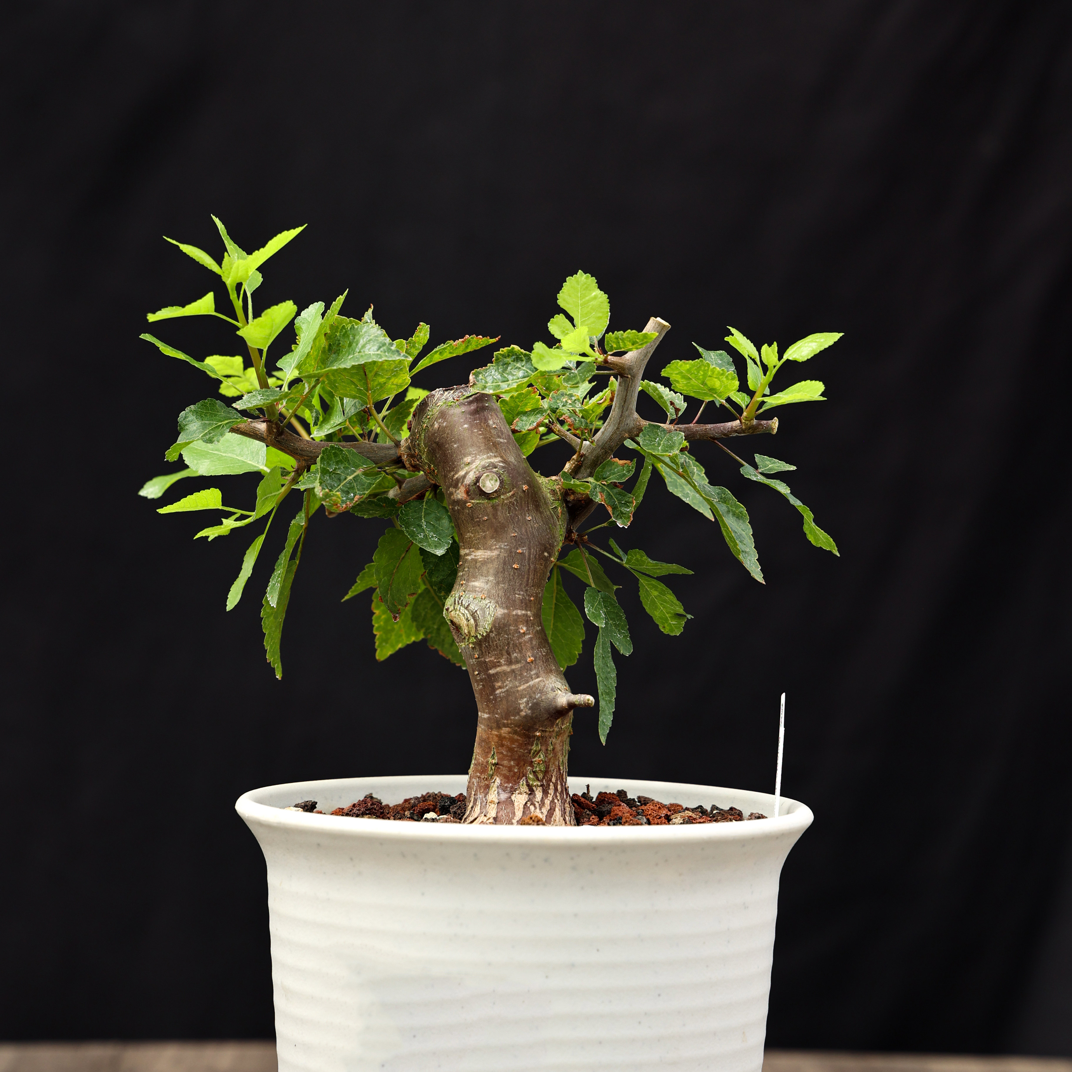 【朴原】埃皮娜 Bursera epinnata 珍奇芳香观叶盆景绿植盆栽