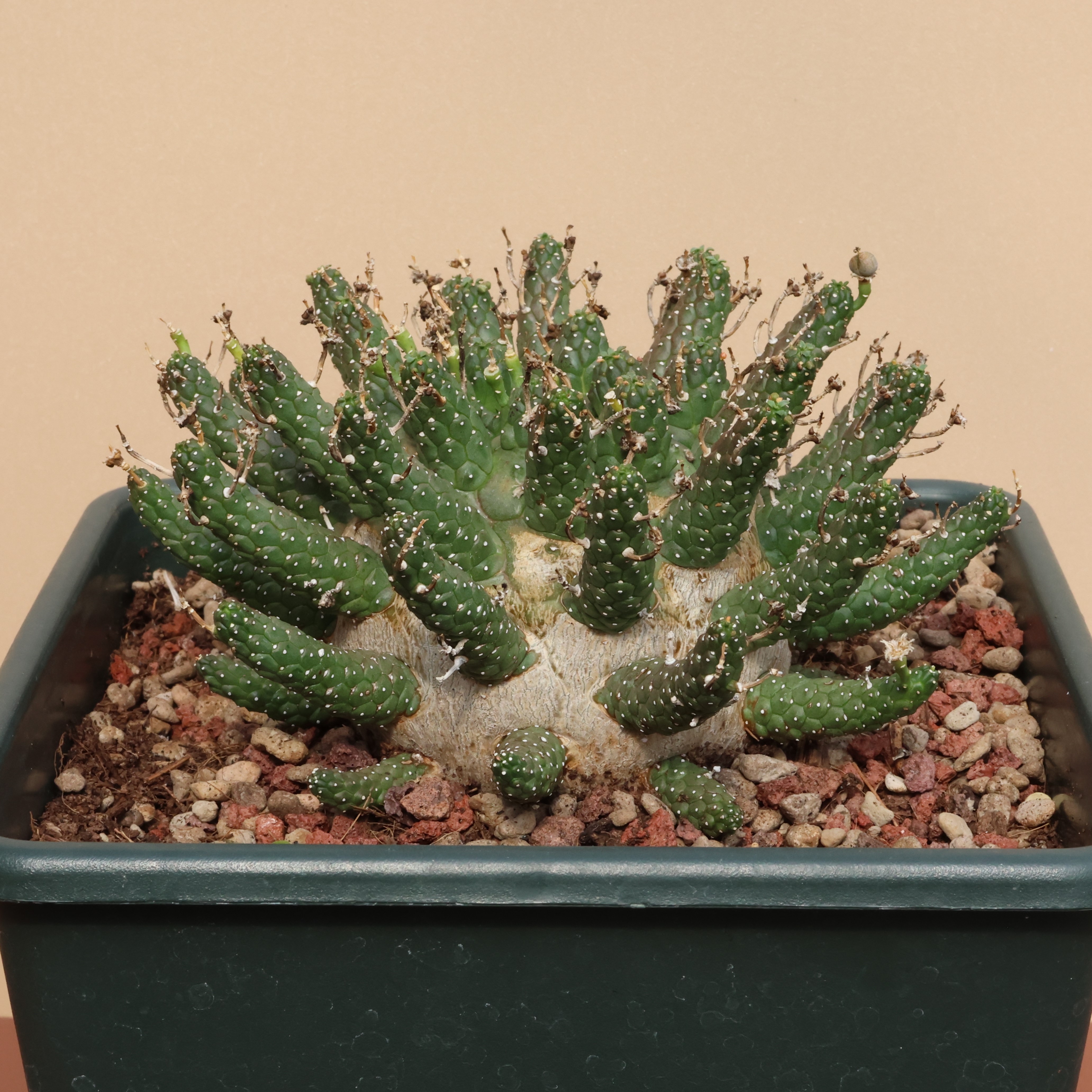 干氏大戟潮流块根简单好养盆栽