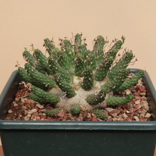 【朴原臻选】干氏大戟Euphorbia gamkensis潮流珍奇块根多肉盆栽