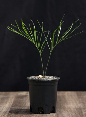 【朴原】硬叶大泽米 Macrozamia crassifolia 园艺苏铁大泽米属