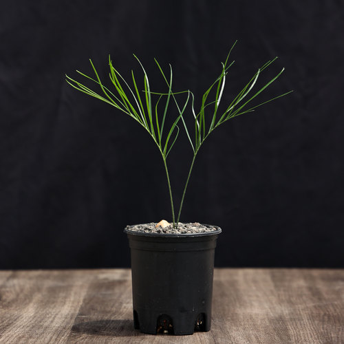 【朴原】硬叶大泽米 Macrozamia crassifolia 园艺苏铁大泽米属