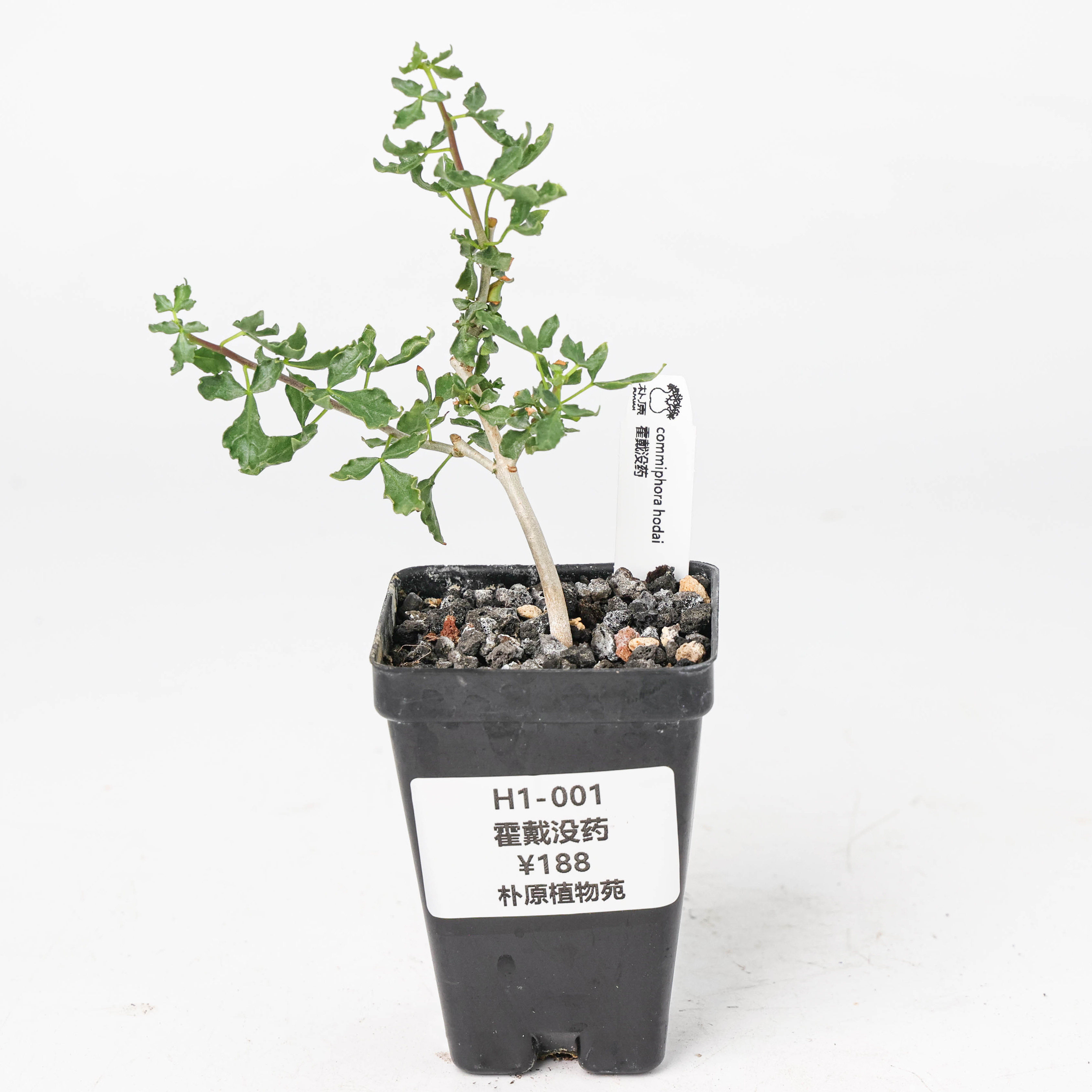 【朴原】霍戴没药commiphora hodai 珍奇块根盆景绿植