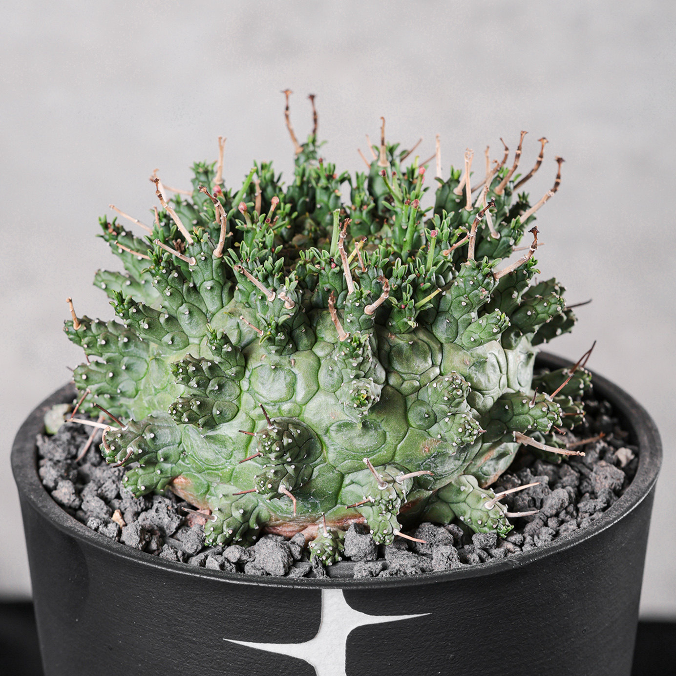 【朴原】绿鬼玉 Euphorbia decepta 珍奇块根绿植美杜莎系