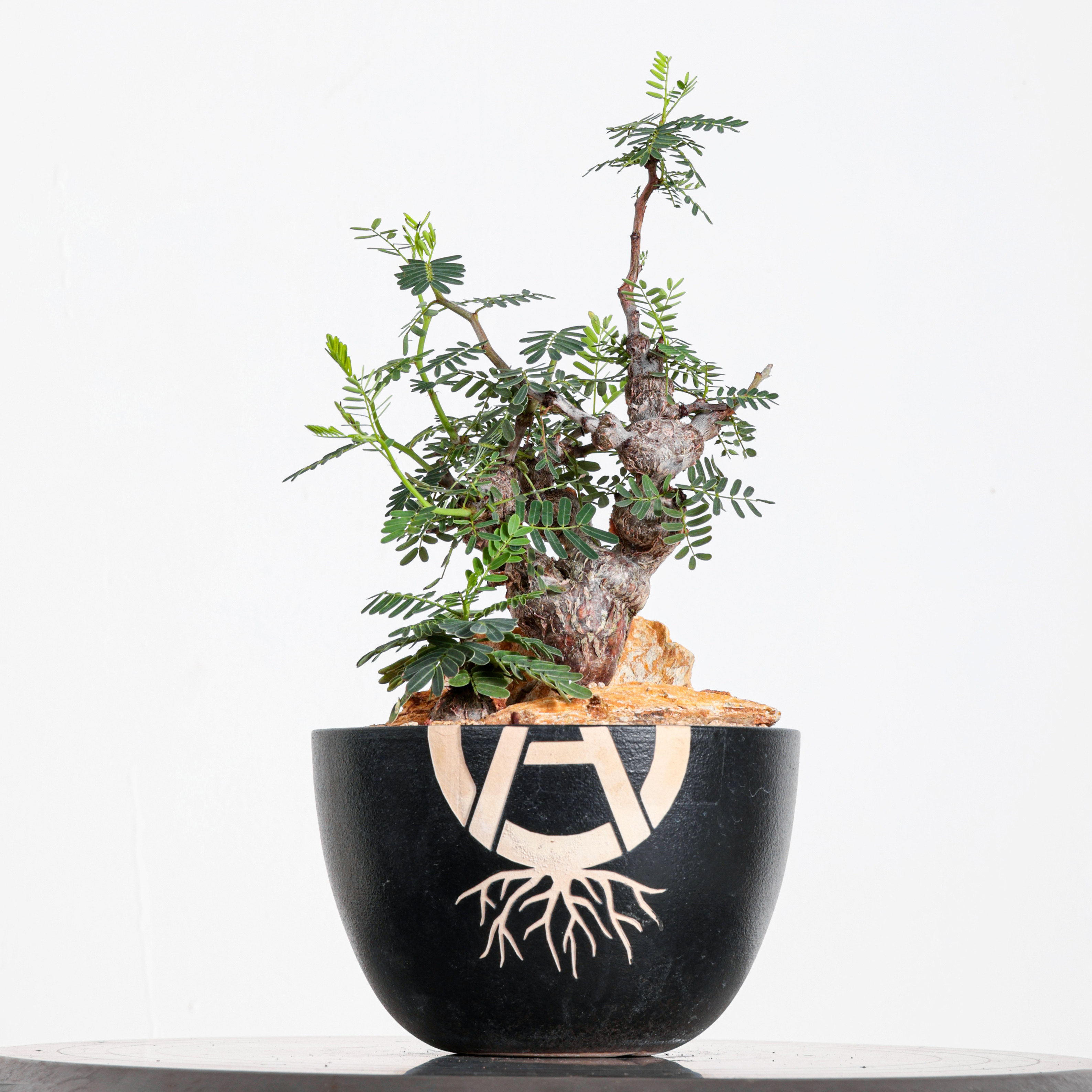 实生沙漠苏木阳台盆栽造型绿植图片