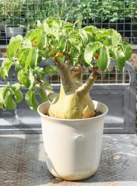【朴原】安哥拉葡萄瓮 Cyphostemma uter var macropus Angola