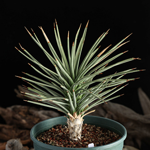 【朴原】矮蓝约瑟亚树丨蓝肌约书亚树 潮玩盆栽绿植块根龙舌兰