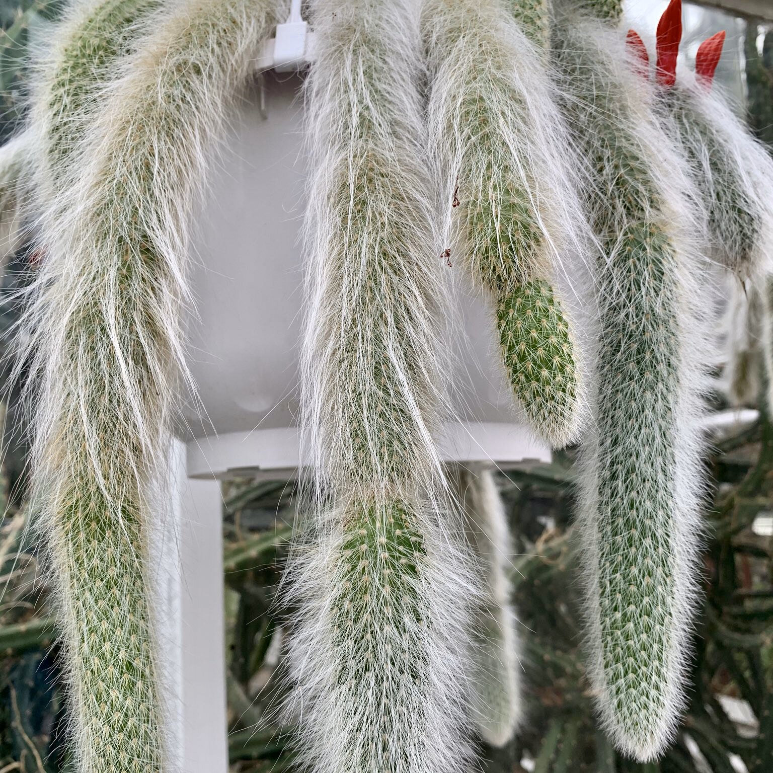 【朴原】猴尾柱 管花柱属 仙人掌 c. winteri ssp. colademononis