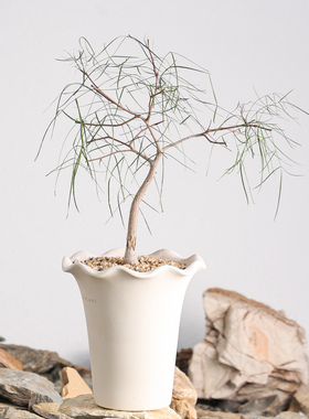 【朴原】帕卡裂榄 Bursera paradoxa 橄榄盆栽阳台绿植芳香盆景