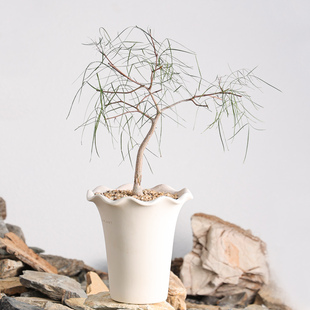 【朴原】帕卡裂榄 Bursera paradoxa 橄榄盆栽阳台绿植芳香盆景