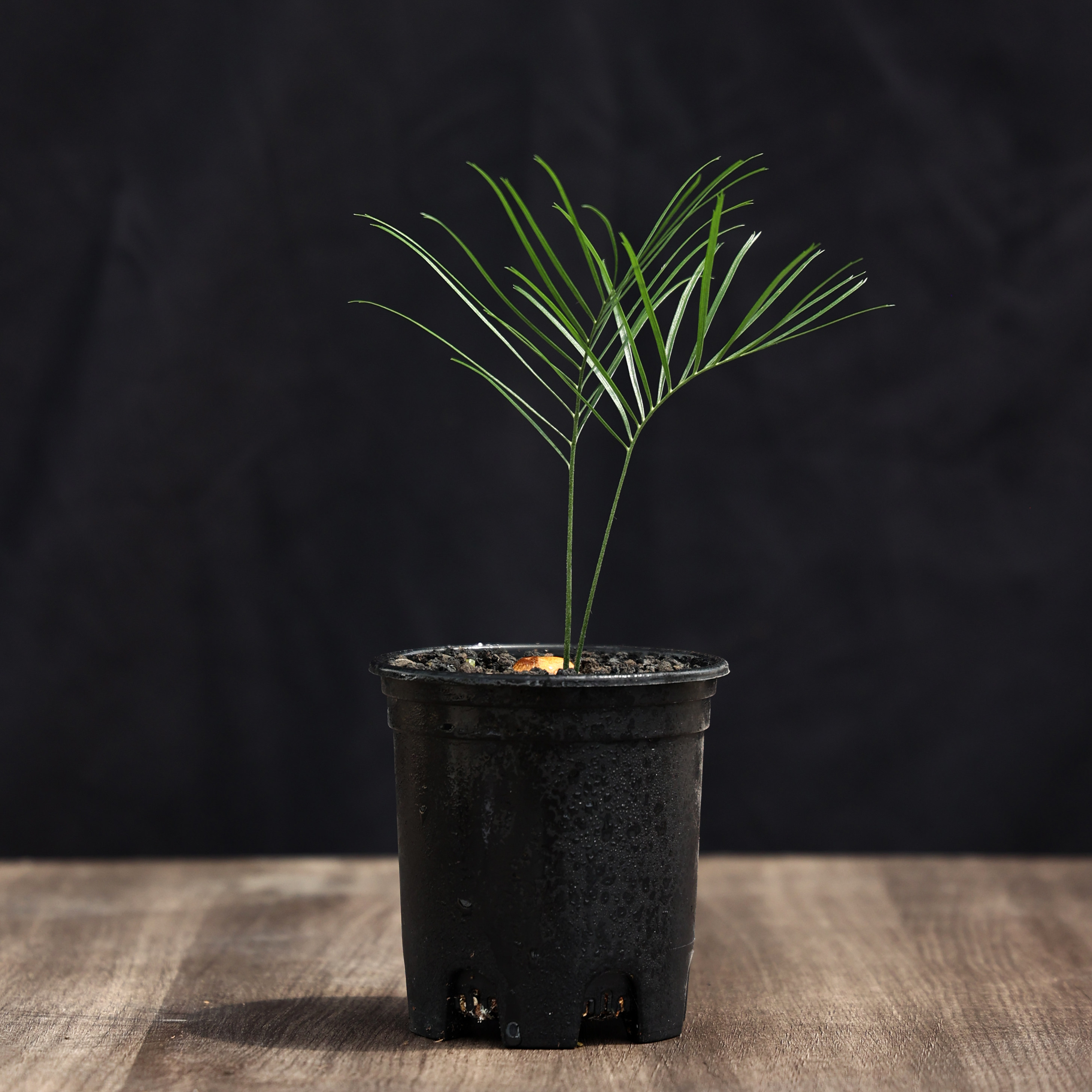 【朴原】少叶大泽米 Macrozamia parcifolia 园艺苏铁大泽米属