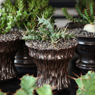 白刺魔龙大戟珍奇植物多肉块根