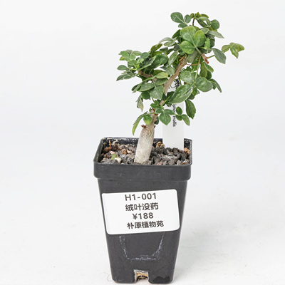 【朴原】绒叶没药 Commiphora mollis 珍奇块根盆景绿植