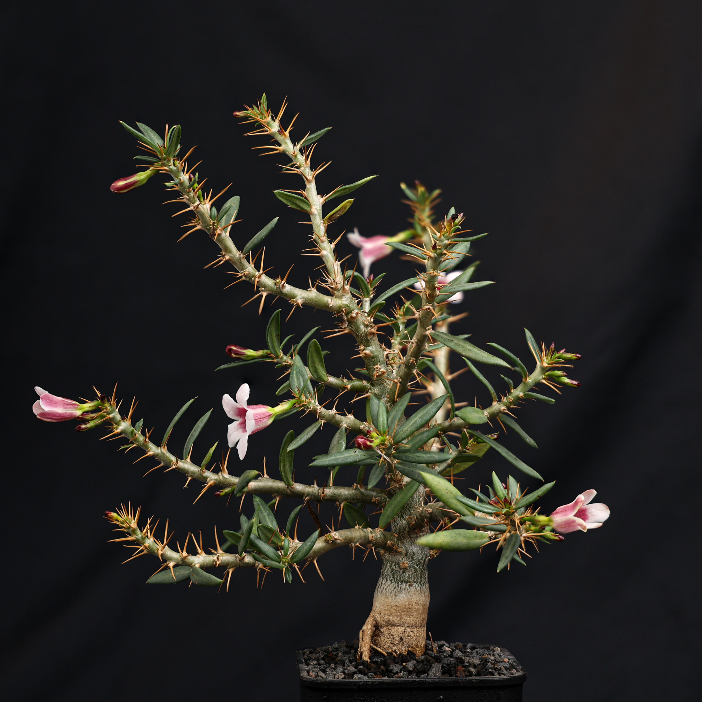 【朴原】双刺瓶干 Pachypodium bispinosum 粉花块根多肉阳台盆栽,鲜花速递/花卉仿真/绿植园艺,绿植,淘宝优惠券,粉丝福利购,淘宝优惠卷
