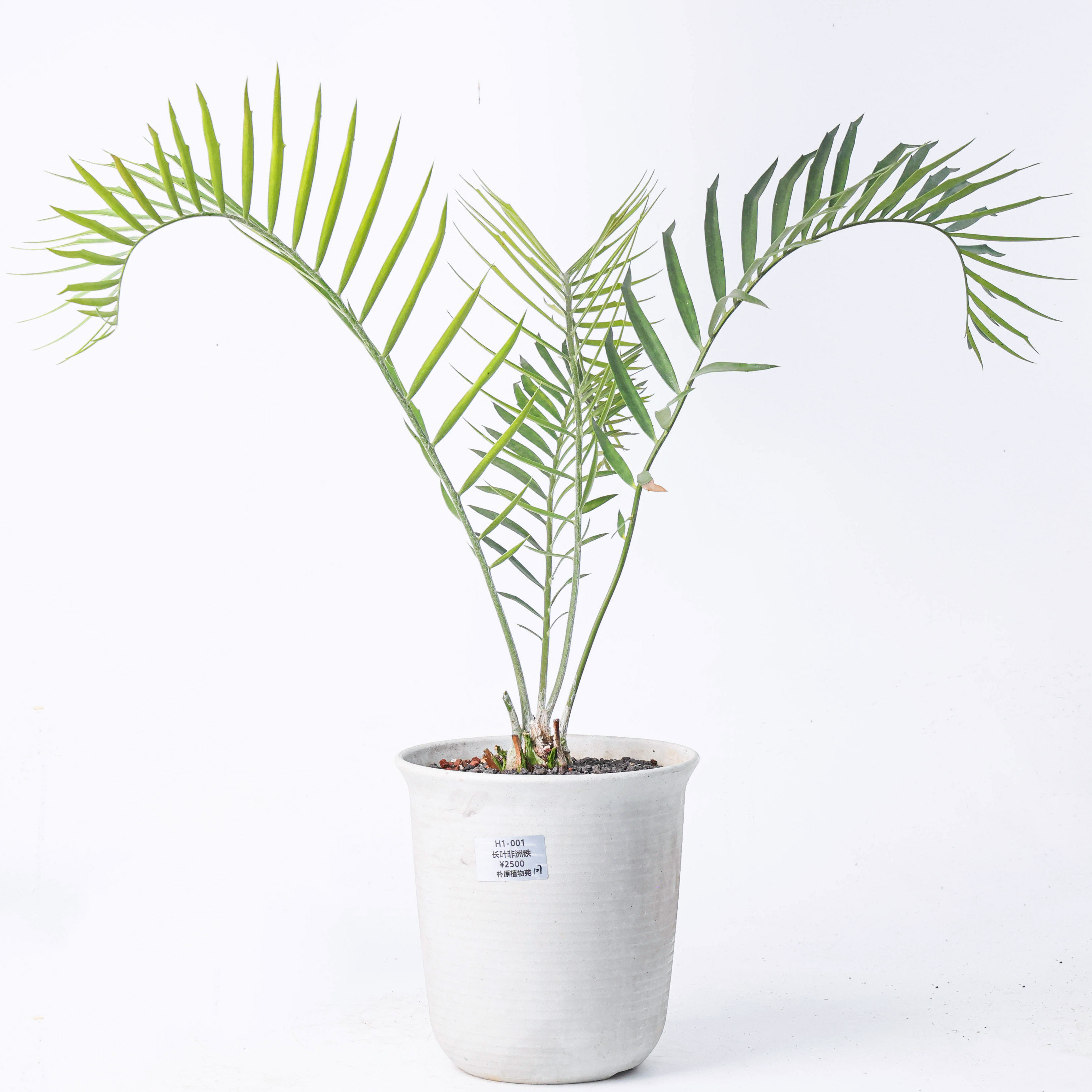 【朴原】长叶非洲铁 Encephalartos longifolius 珍奇铁树盆景