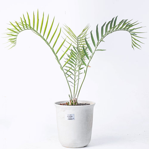 【朴原】长叶非洲铁 Encephalartos longifolius 珍奇铁树盆景