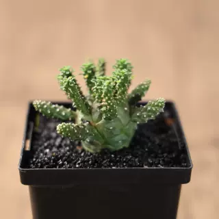 朴原限定｜干氏大戟 Euphorbia gamkensis珍奇块根多肉盆栽