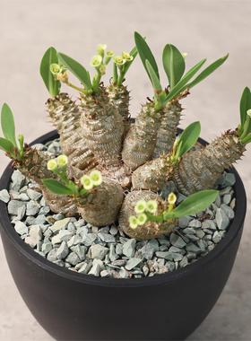 【朴原】念珠大戟 Euphorbia parvimedusae 珍奇潮流块根多肉盆栽