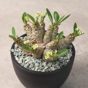 【朴原】念珠大戟 Euphorbia parvimedusae 珍奇潮流块根多肉盆栽