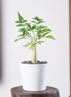 【朴原】芳香橄榄Bursera fagaroides珍奇芳香观叶盆景绿植盆栽