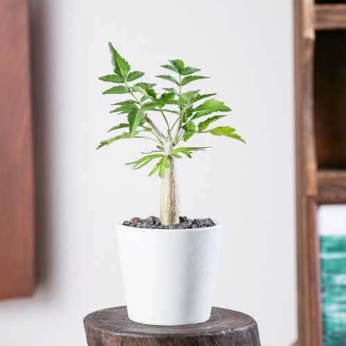 【朴原】芳香橄榄Bursera fagaroides珍奇芳香观叶盆景绿植盆栽