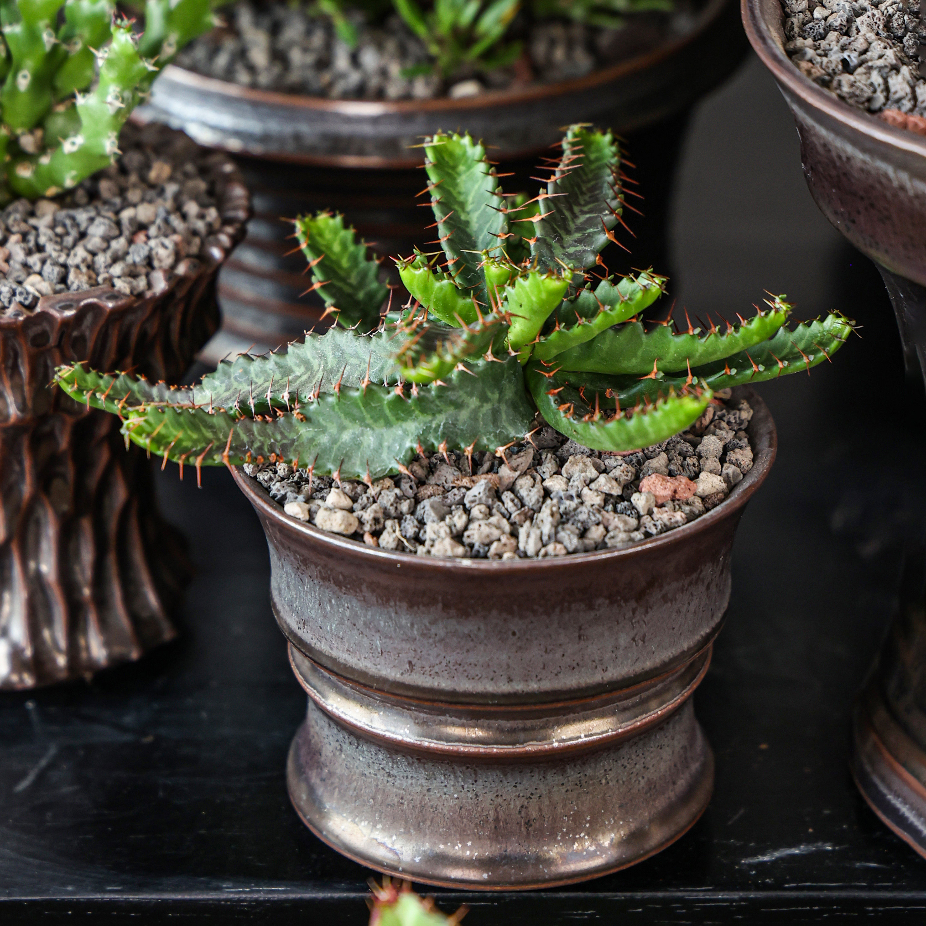 【朴原】飞龙大戟 Euphorbia stellata 潮流块根多肉绿植盆栽大戟