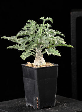 索科特拉黄瓜树阳台块根绿植盆栽